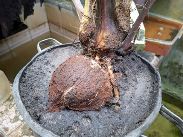 椰子盆景植物种植在不锈钢盆图片下载