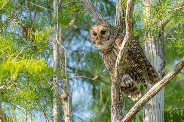 在一片宁静的森林里，一只猫头鹰栖息在一根树枝上图片下载