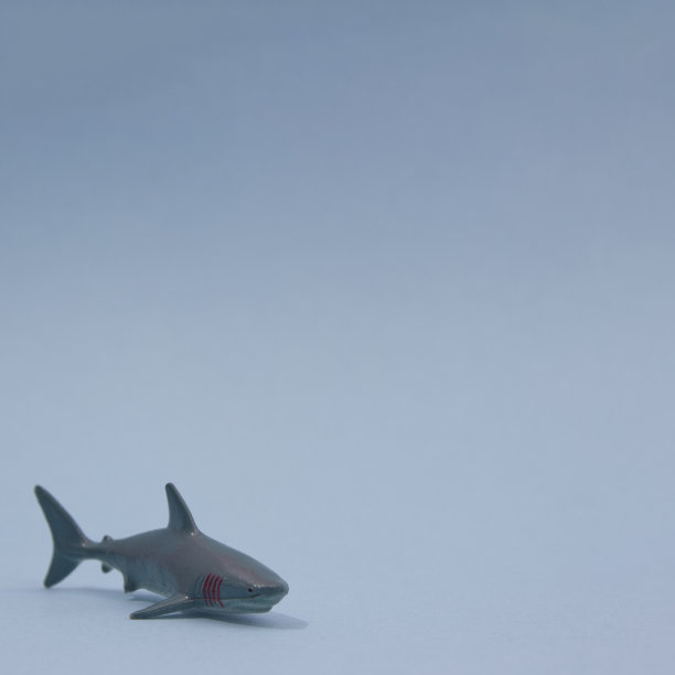 一条鲨鱼在蓝色背景上向你移动，并带有复制空间。海面上的野生动物最少。图片下载