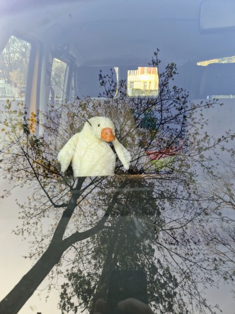 汽车里系着安全带的白天鹅图片下载