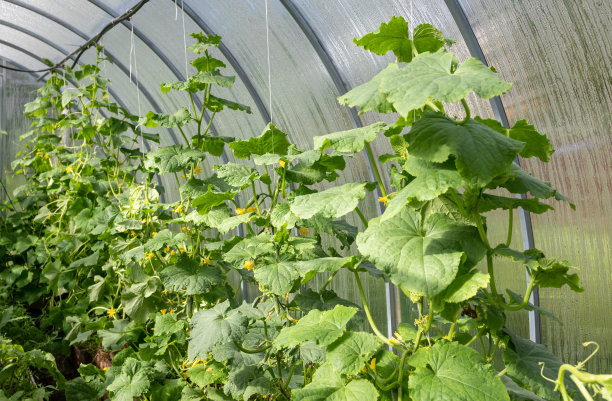 温室里的新鲜黄瓜图片下载