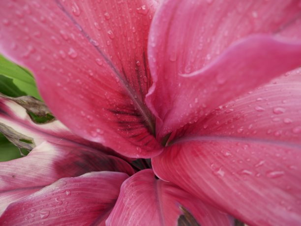 紫叶植物图片下载