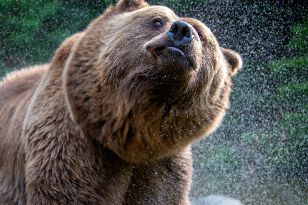 夏天森林里池塘里的野棕熊。动物在自然栖息地。野生动物的场景图片下载