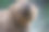 夏天森林里池塘里的野棕熊。动物在自然栖息地。野生动物的场景图片下载
