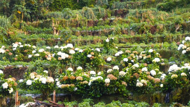 印度尼西亚Dieng的花图片下载