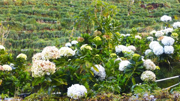 印度尼西亚Dieng的花图片下载