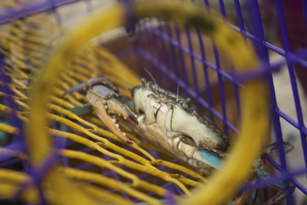 陷阱内的活雄蓝蟹特写图片下载