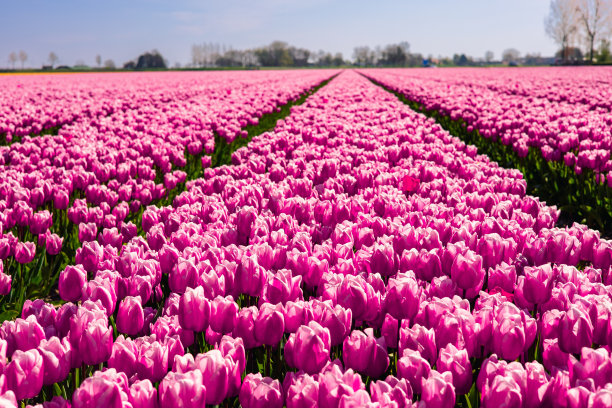荷兰的郁金香田。乡村春光花海。图片下载