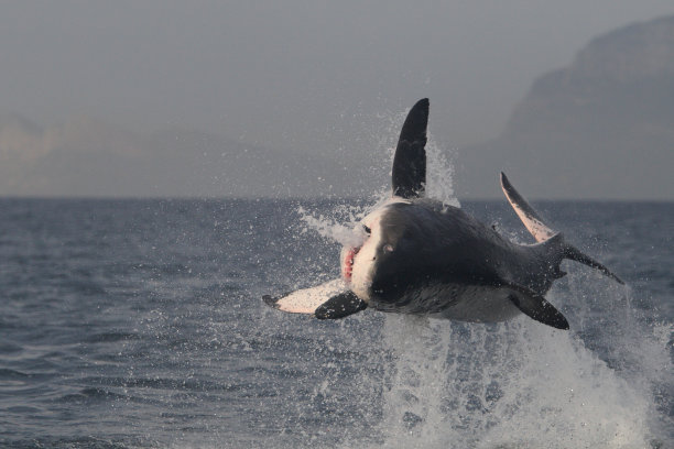 大白鲨(Carcharodon carcharias)在海豹形诱饵上突破，南非福斯湾图片下载