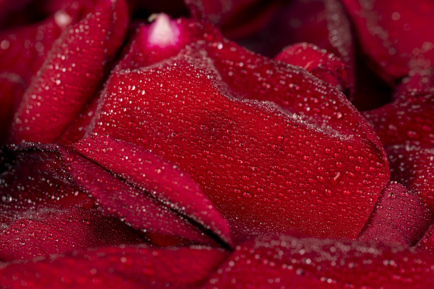 美丽的干玫瑰花瓣滴在几滴纯净水里图片下载