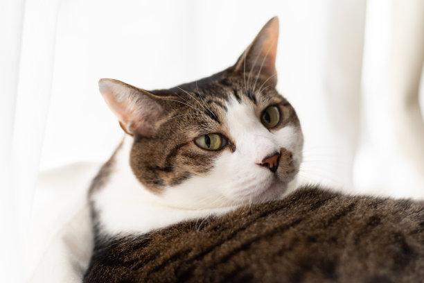 猫回头看野猫图片下载