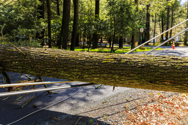 飓风灾害吹倒了公路旁的松树，切断了波科诺斯山区的通讯图片下载