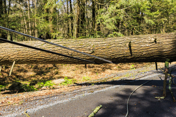 森林中的自然灾害和灾害:波科诺斯山区倒下的树木和损坏的电线阻塞了道路图片下载