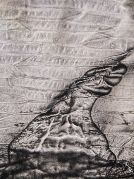 微观的观点。抽象的背景。图片下载