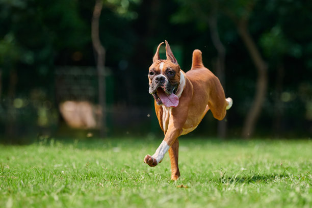 爱犬在夏日公园的绿草地上奔跑跳跃，与成年宠物一起散步图片下载