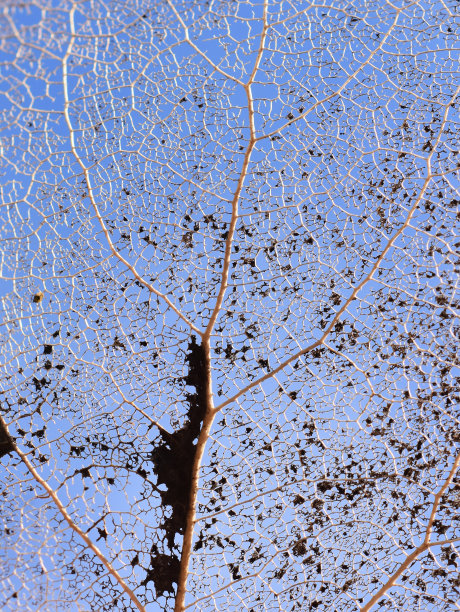 腐朽的白杨叶图片下载