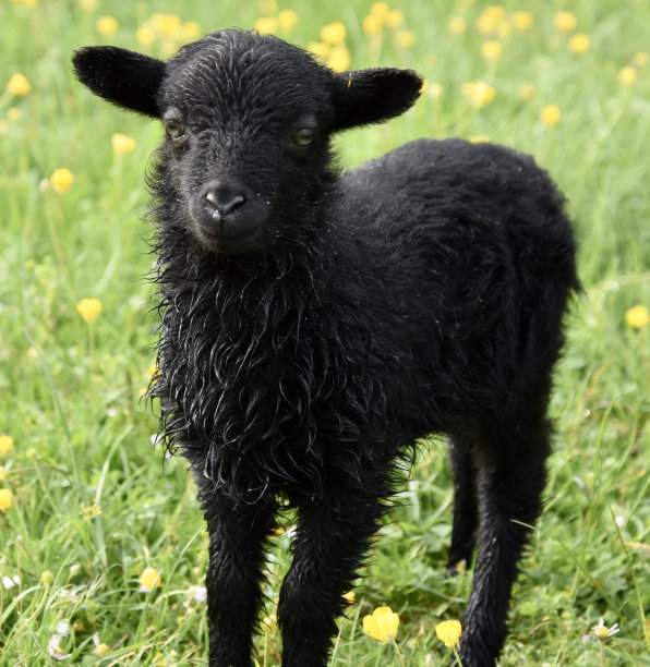 一只黑羊羔走进了草丛图片下载