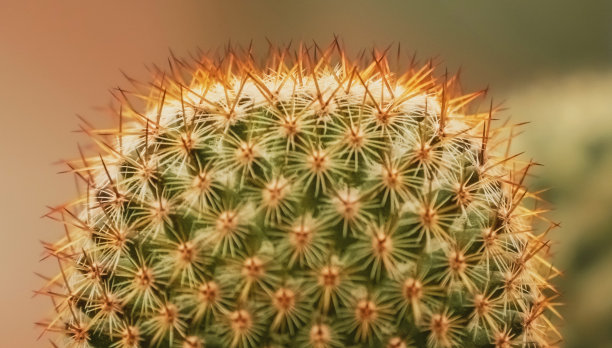 仙人掌的特写图片下载