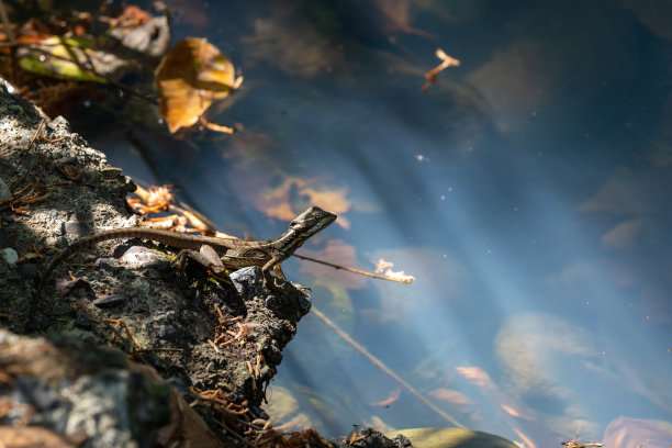 在热带雨林中，幼蛇怪(或耶稣基督蜥蜴)从水边望向清澈的蓝色海水图片下载