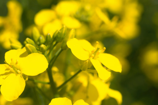 油菜植物和花的特写。油菜籽的栽培。宏。获得一种作物油菜籽产品图片下载