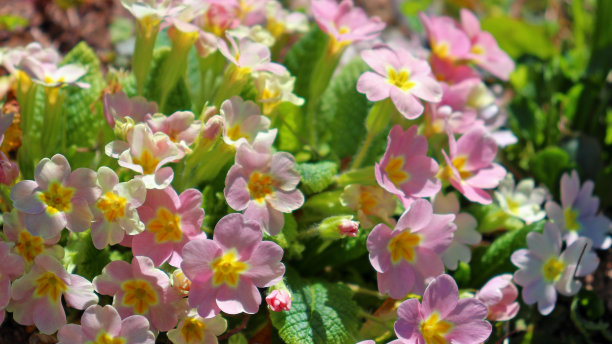 粉色报春花盛开的特写图片下载