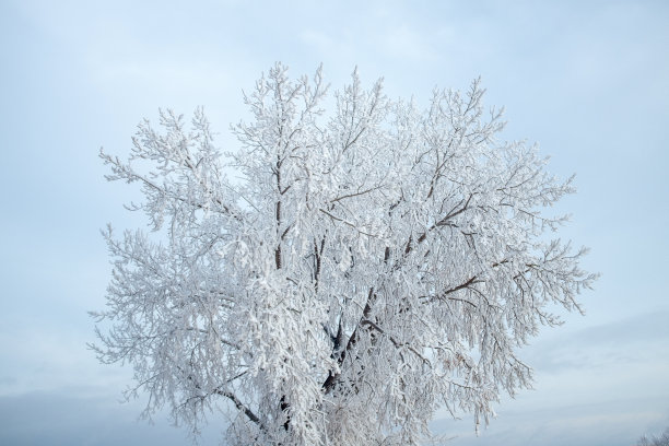 北达科他州的冬日仙境，白霜覆盖了树木图片下载