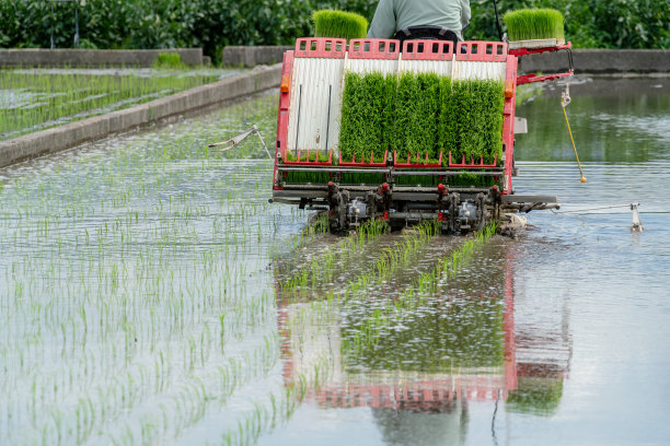 使用插秧机种植水稻的图像图片下载