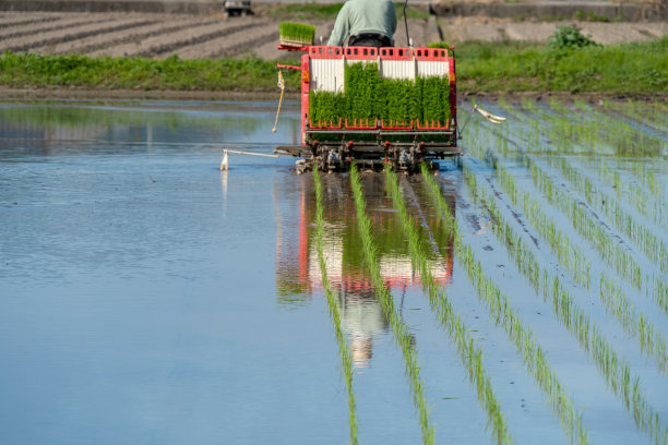 使用插秧机种植水稻的图像图片下载