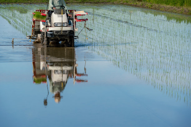 使用插秧机种植水稻的图像图片下载
