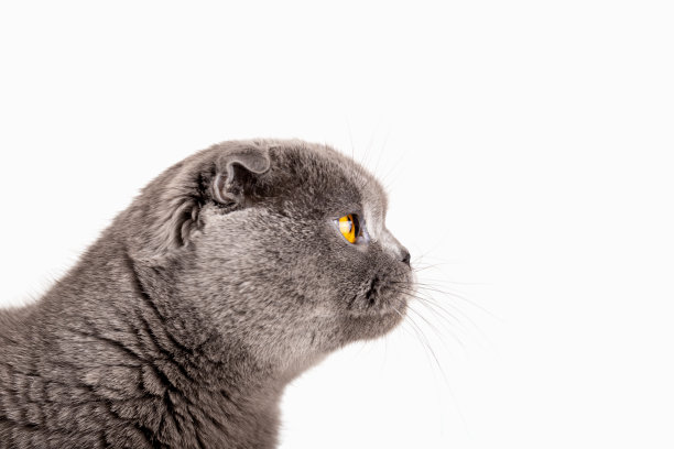 灰色的英国折耳猫看向一边图片下载
