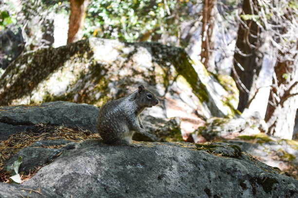 岩石上的松鼠侧影图片下载