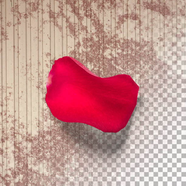 近距离观察花瓣分离的红玫瑰图片下载