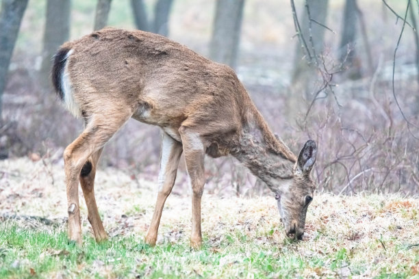 小鹿在树林里晨雾弥漫的早春时节图片下载