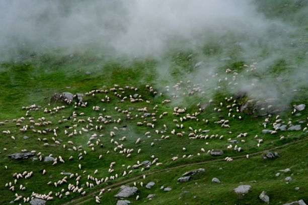 一大群羊在薄雾笼罩的山地上吃草图片下载