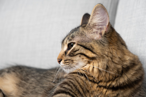 一岁大的虎斑猫躺在灰色沙发上。放文字的地方图片下载