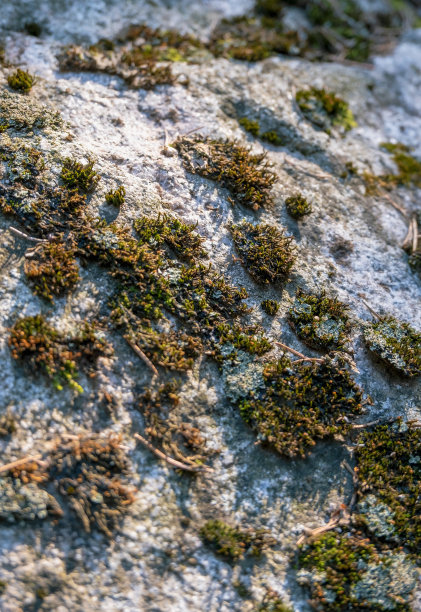 以苔藓为设计和装饰背景的岩石或巨石。很多用途。高质量的垂直照片。图片下载