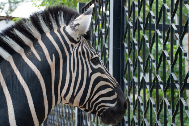 动物园里的一只斑马透过栅栏往外看图片下载