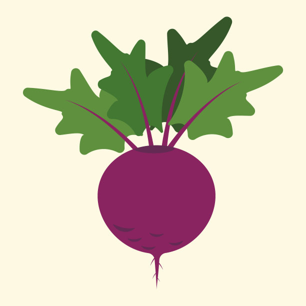 新鲜健康的甜菜根。卡通风格。图片下载