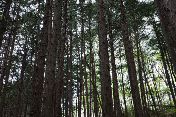 中山的景色，昏暗的柏树林挡住了阳光图片下载