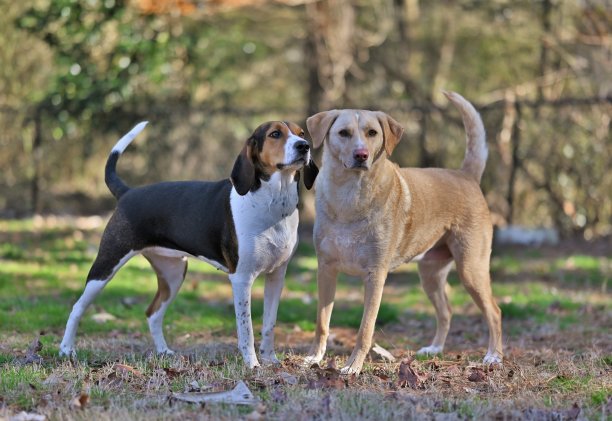两只狗一起站在院子里图片下载