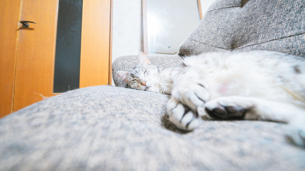 猫在沙发上休息图片下载