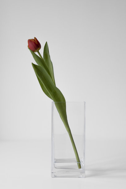 2023年4月30日，法国巴黎:一朵红黄相间的郁金香，插在方形透明玻璃花瓶中，背景为白色图片下载