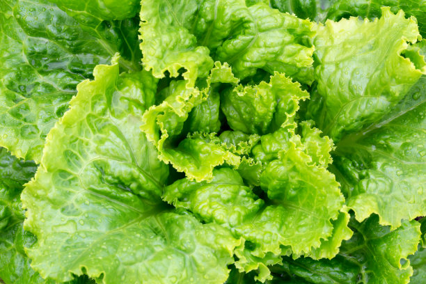 小簇的绿色莴苣图片下载