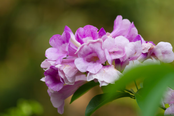 大戟花辉光藤或大戟花图片下载