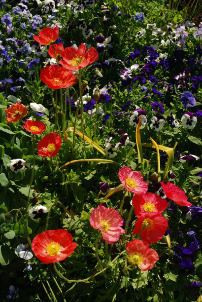 在一个阳光明媚的日子里，美丽的冰岛罂粟在花园里盛开图片下载