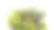 春花:大缝衣草、黄色大天使、勿忘我、黄色海葵、白底孤立的龙葵。图片下载