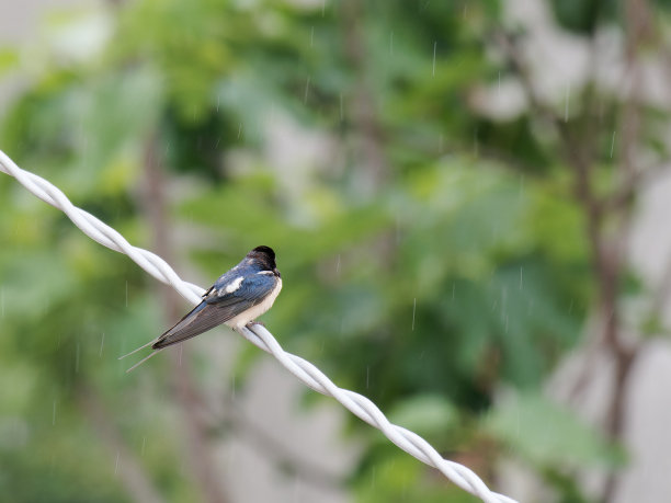 燕子在我家附近的花园里图片下载