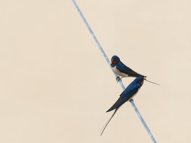 燕子在我家附近的花园里图片下载