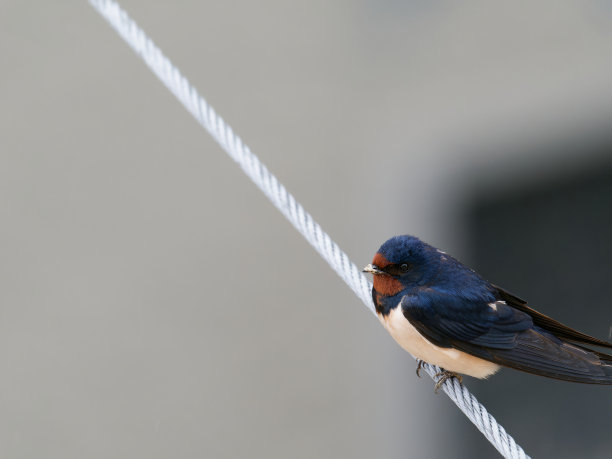 燕子在我家附近的花园里图片下载