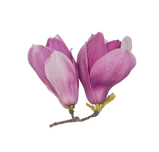 白玉兰花孤立在白色上图片下载